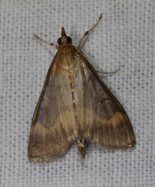 Ostrinia nubilalis - kukoricamoly