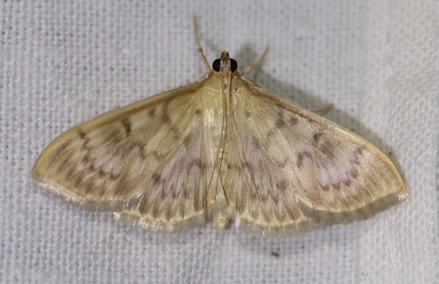 Patania ruralis - csalánevő tűzmoly