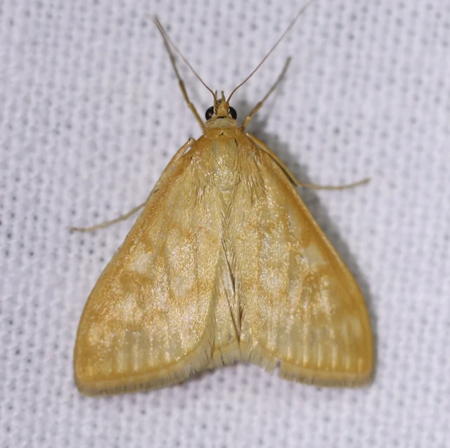 Sitochroa verticalis - világossárga dudvamoly
