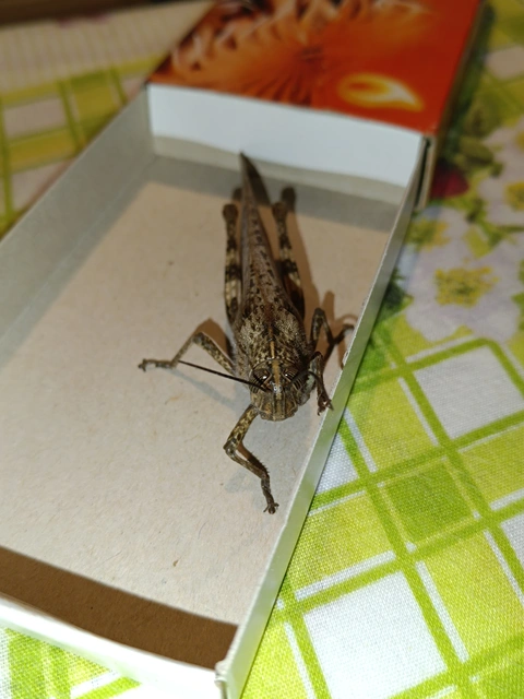 Anacridium aegyptium - egyiptomi sáska