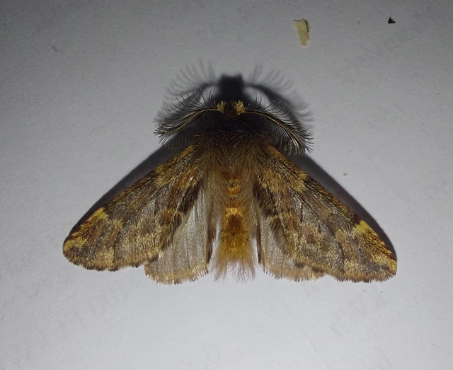 Ptilophora plumigera - tollas púposszövő