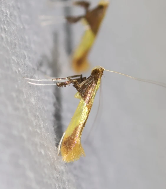 Caloptilia
