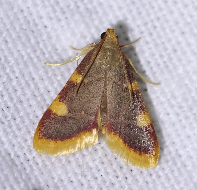 Hypsopygia costalis - szénailonca