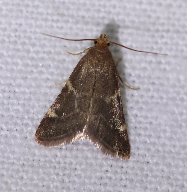 Pyralis perversalis - pusztai fényilonca