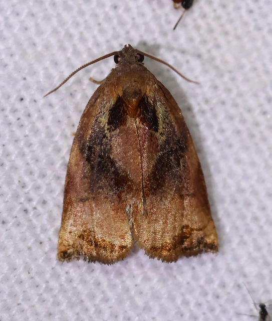 Archips podana - dudvarágó sodrómoly