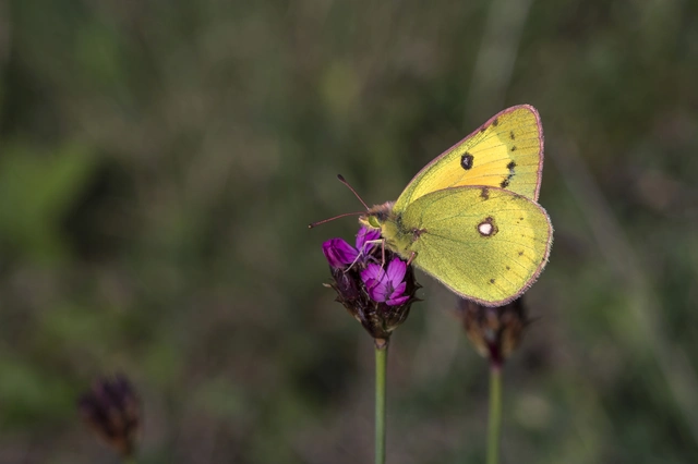 Colias chrysotheme - dolomit-kéneslepke