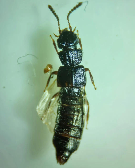 Anotylus rugosus - rovátkáshátú korhóholyva Anotylus rugosus - rovátkáshátú korhóholyva