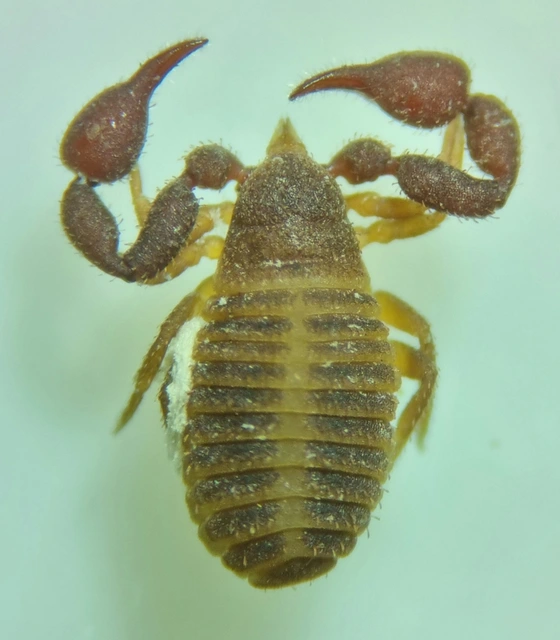 Pseudoscorpionida - Álskorpiók