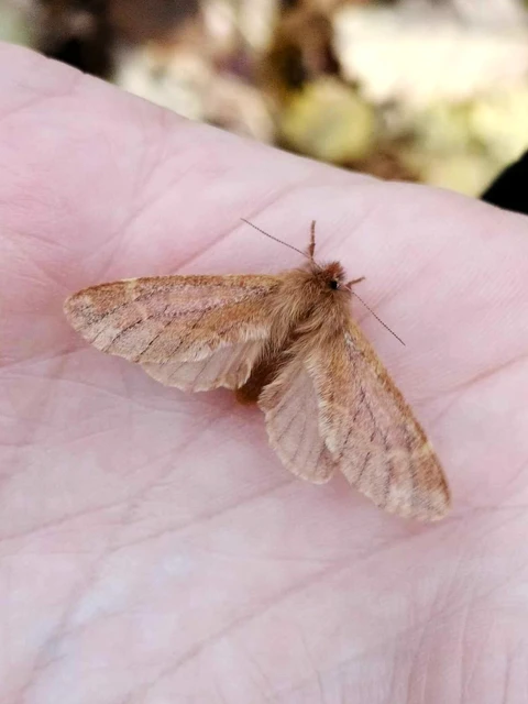 Ptilophora plumigera - tollas púposszövő