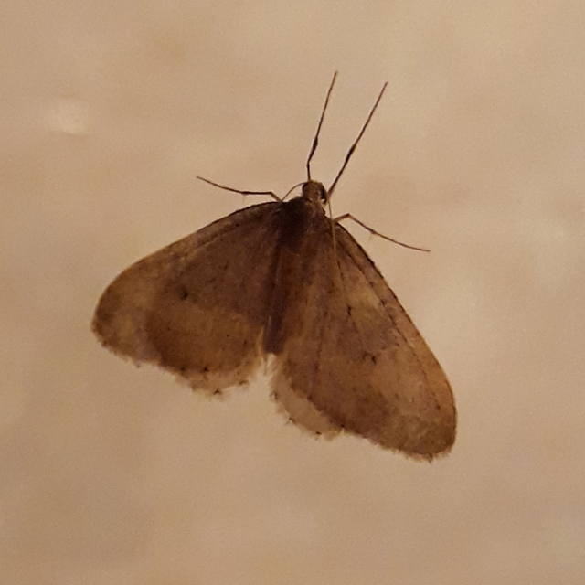 Operophtera brumata - kis téliaraszoló