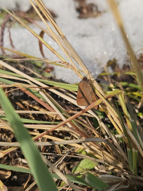 Lignyoptera fumidaria - füstös ősziaraszoló