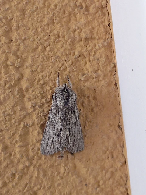 Asteroscopus sphinx - csillagnéző bundásbagoly