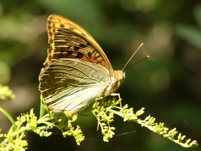 Argynnis pandora - zöldes gyöngyházlepke