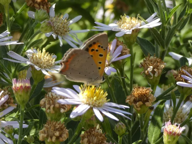 Lycaena phlaeas - közönséges tűzlepke