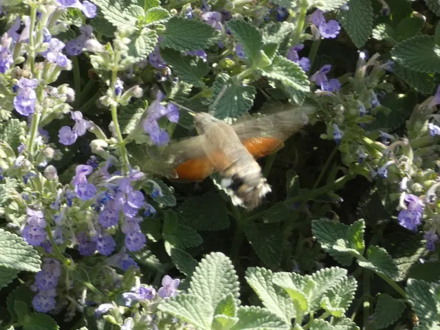 Macroglossum stellatarum - kacsafarkú szender