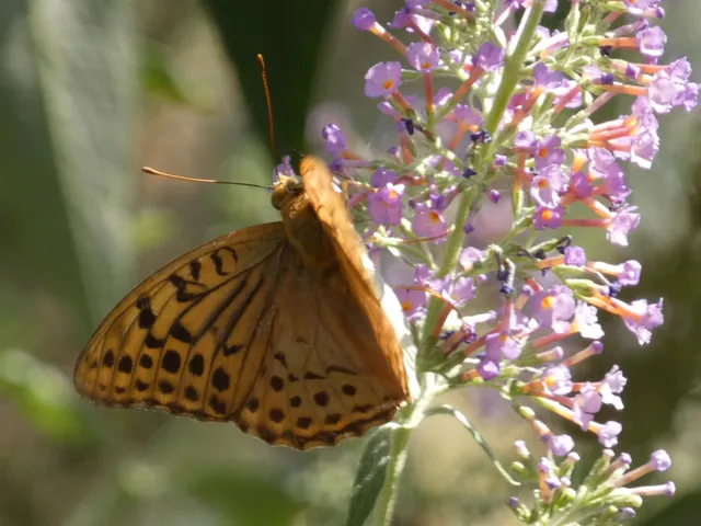 Argynnis pandora - zöldes gyöngyházlepke