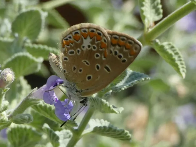 Polyommatus icarus - közönséges boglárka