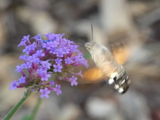 Macroglossum stellatarum - kacsafarkú szender