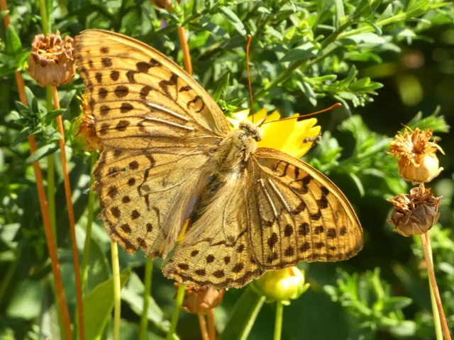 Argynnis pandora - zöldes gyöngyházlepke