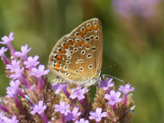 Polyommatus icarus - közönséges boglárka