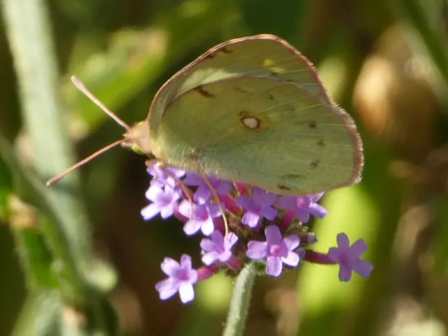 Colias croceus - sáfránylepke