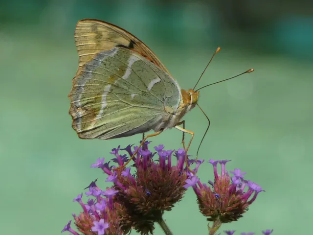Argynnis pandora - zöldes gyöngyházlepke