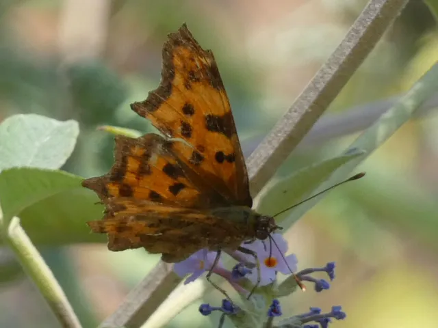 Nymphalis c-album - C-betűs lepke