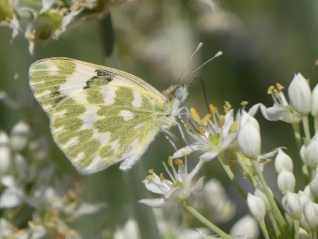 Pontia edusa - rezedalepke
