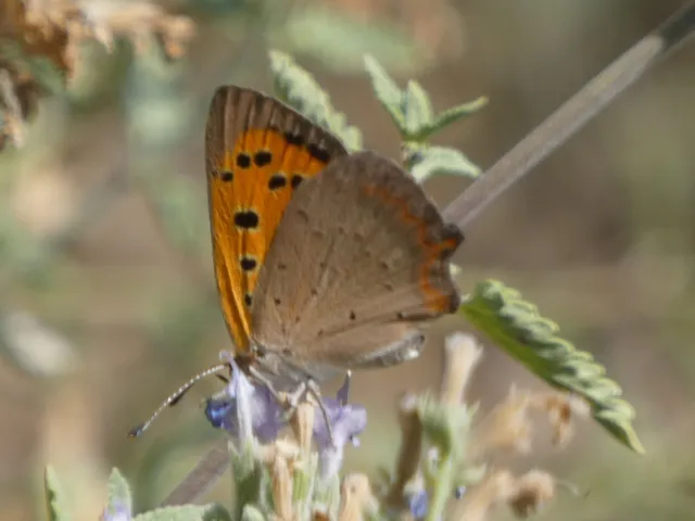 Lycaena phlaeas - közönséges tűzlepke