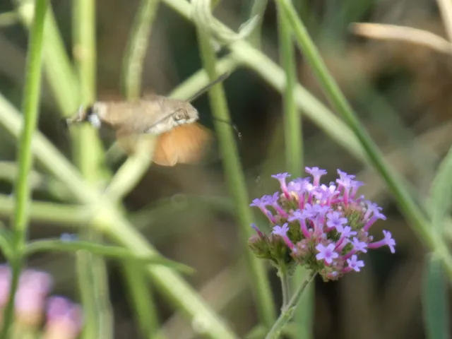 Macroglossum stellatarum - kacsafarkú szender