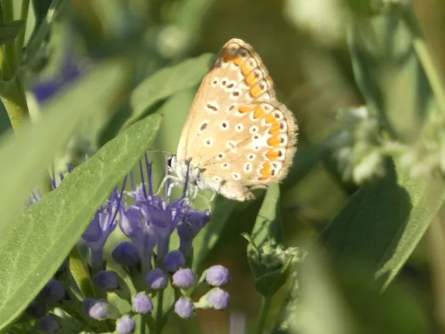 Polyommatus icarus - közönséges boglárka