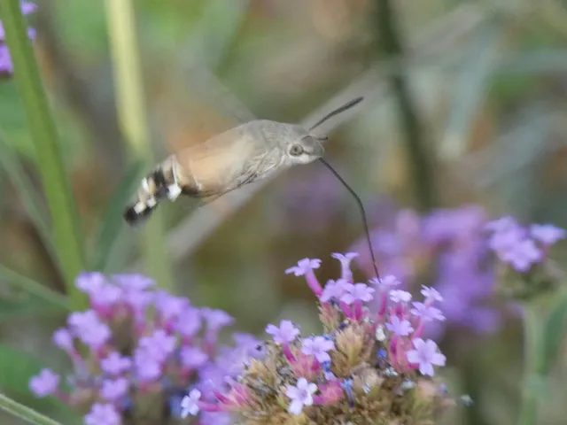 Macroglossum stellatarum - kacsafarkú szender