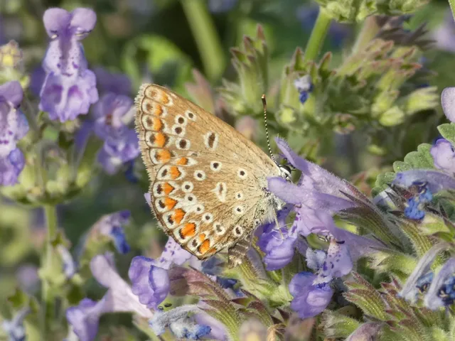Polyommatus icarus - közönséges boglárka