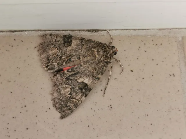 Catocala nupta - piros övesbagoly