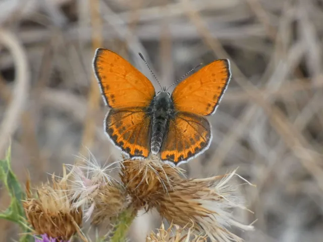Lycaena thersamon - kis tűzlepke