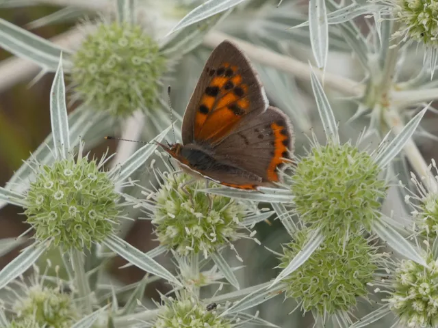 Lycaena phlaeas - közönséges tűzlepke