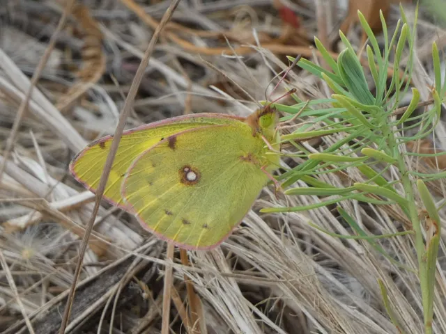 Colias