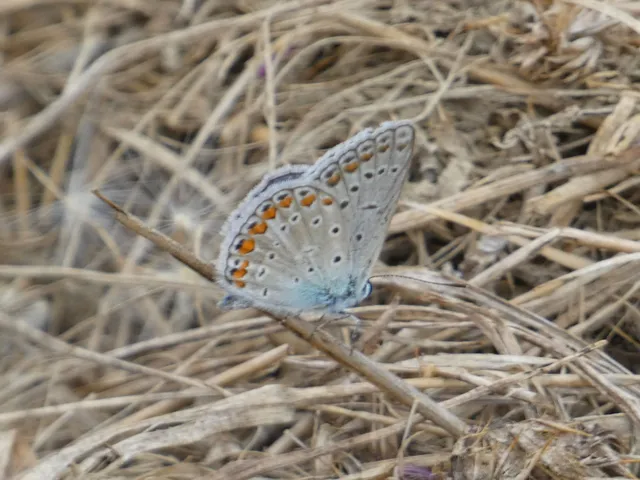 Polyommatus icarus - közönséges boglárka