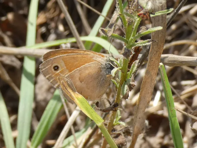Coenonympha pamphilus - kis szénalepke