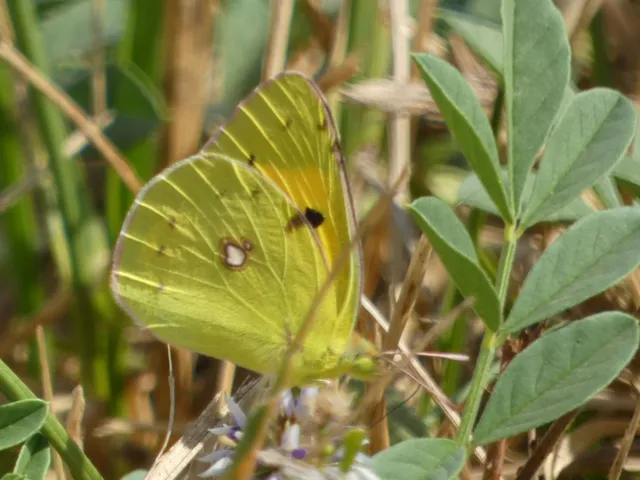 Colias croceus - sáfránylepke