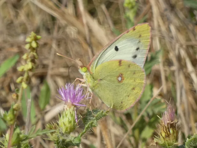 Colias