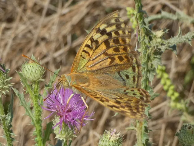 Argynnis pandora - zöldes gyöngyházlepke