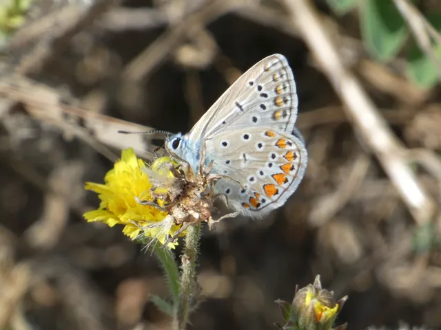 Polyommatus icarus - közönséges boglárka
