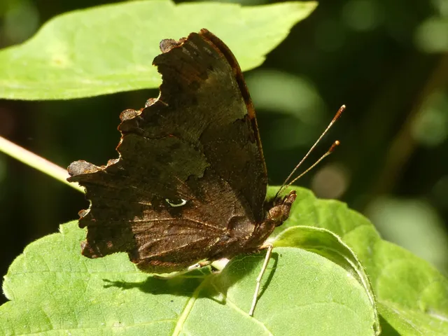 Nymphalis c-album - C-betűs lepke