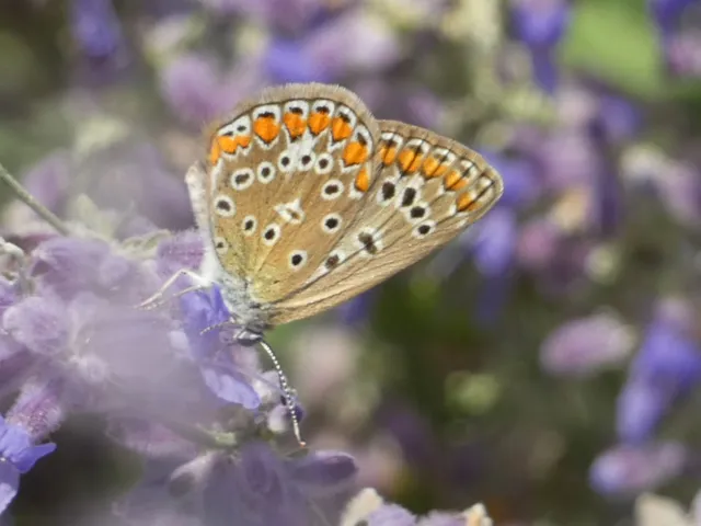 Polyommatus icarus - közönséges boglárka