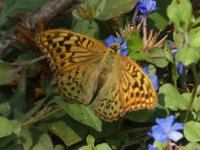Argynnis pandora - zöldes gyöngyházlepke