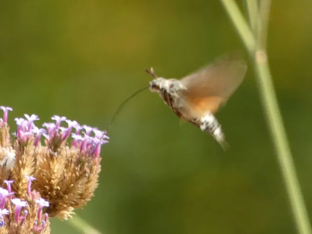 Macroglossum stellatarum - kacsafarkú szender