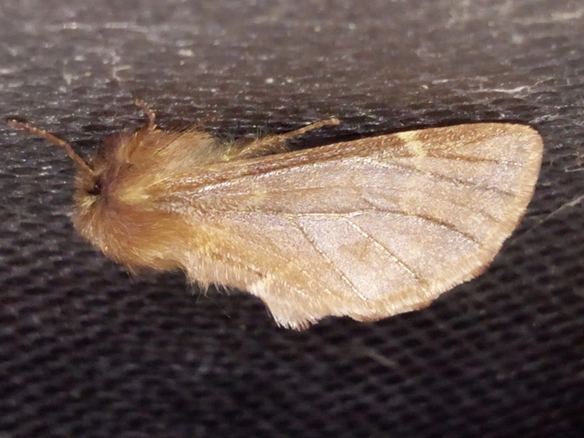 Ptilophora plumigera - tollas púposszövő
