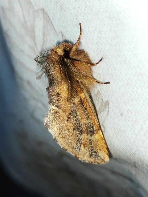 Ptilophora plumigera - tollas púposszövő