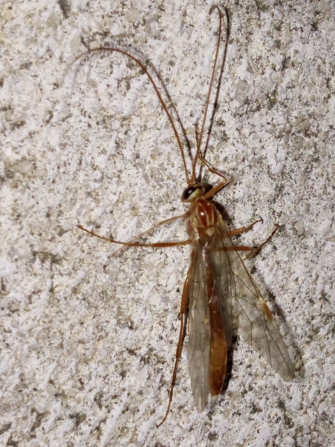 Ophion obscuratus